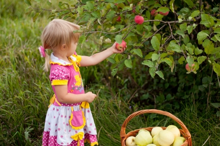 Little girl 2.5 years to pick applesの写真素材