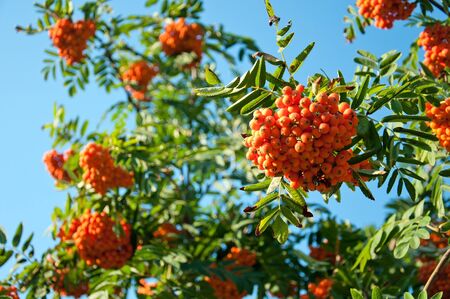 Ripe rowan berries on a background of blue skyの写真素材