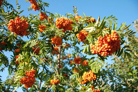 Ripe rowan berries on a background of blue skyの写真素材