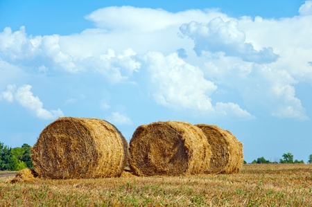 Mown field with bales of strawの写真素材
