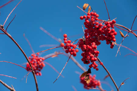 Ripe rowan berries on a background of blue skyの写真素材