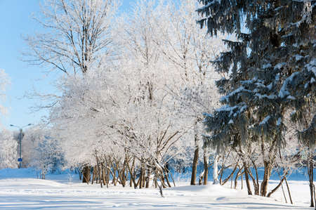 In the winter the park on a sunny dayの写真素材