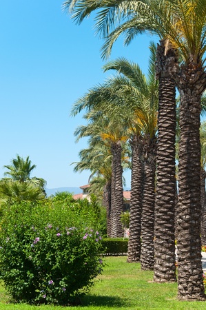 Palm Garden in front of houseの写真素材