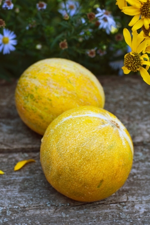 Ripe melon on the tableの写真素材