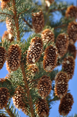 Dry fir cones on a treeの写真素材