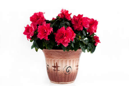 Blooming Azalea. room flowerの写真素材