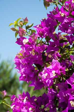 Flowering bougainvillea branch on the sky backgroundの写真素材