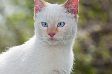 Portrait of a white cat outdoorsの写真素材
