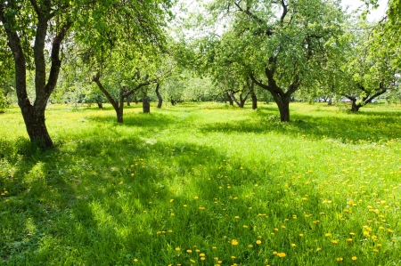 Apple orchard in early springの写真素材