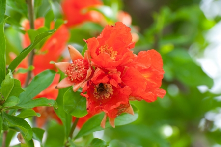 Flowering pomegranate tree, close-upの写真素材