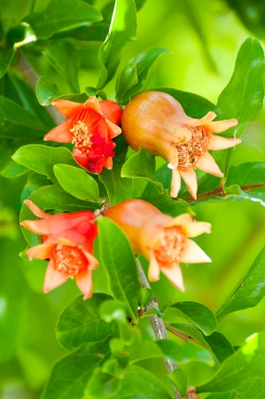 Flowering pomegranate tree, close-upの写真素材