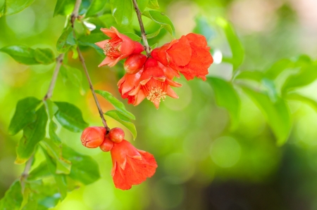 Flowering pomegranate tree, close-upの写真素材