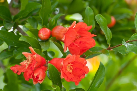 Flowering pomegranate tree, close-upの写真素材