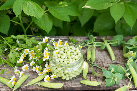 Canning peas at home, outdoorsの写真素材
