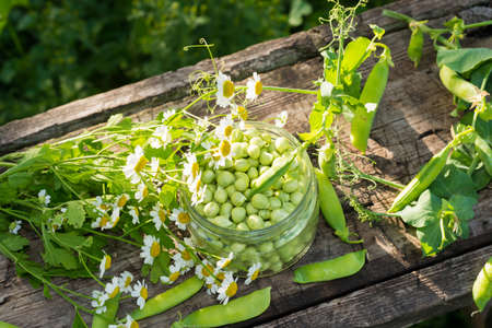 Canning peas at home, outdoorsの写真素材