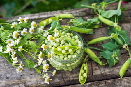 Canning peas at home, outdoorsの写真素材