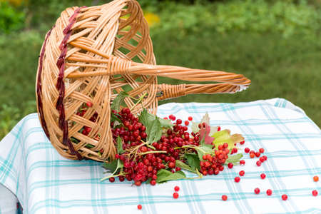 Red berries of viburnum in a  basketの写真素材