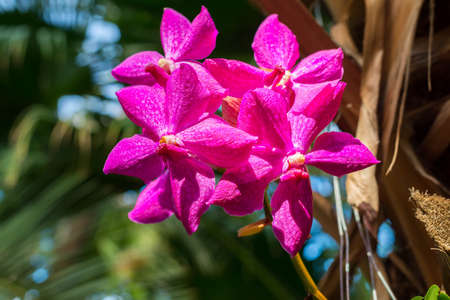 A beautiful orchid in the room interior