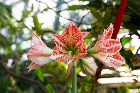 Beautiful large lily flowers in a nature