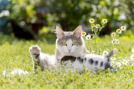 The cat is playing with a kitten on the green grassの写真素材