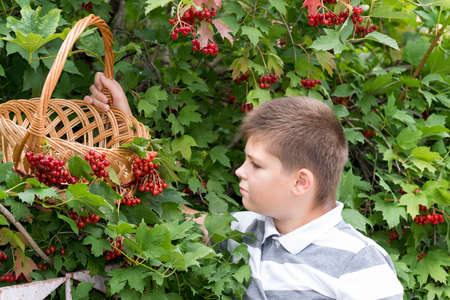 Boy collects berries of a viburnum in the gardenの写真素材