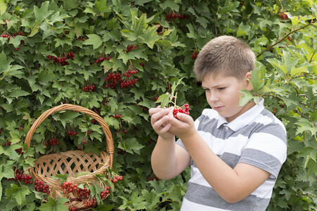 Boy collects berries of a viburnum in the gardenの写真素材