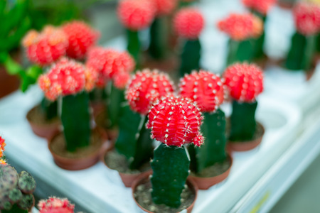 A Many red cactus in the storeの写真素材