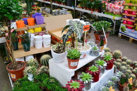 MOSCOW, RUSSIA - MARCH 04 2015: flowers in the OBI store in Moscow Russia. OBI is a German retail chain stores and building 570 stores across the country.のeditorial素材
