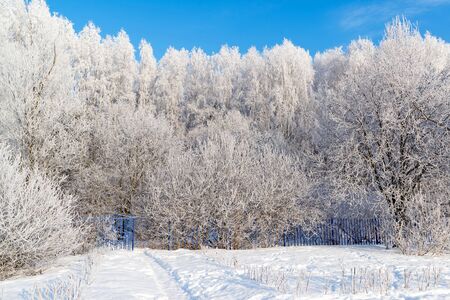 beautiful winter forest on a sunny dayの写真素材