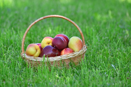 wicker basket with fruits on green grass.の写真素材
