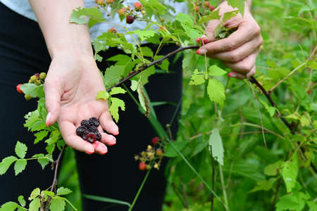 Woman reaps a crop of a blackberries in the gardenの写真素材
