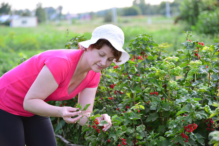 Woman reaps a crop of red currant in the gardenの写真素材