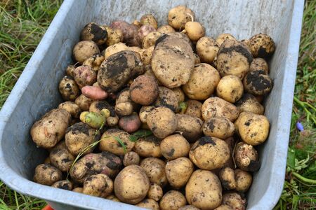 Harvest  raw potatoes in a wheelbarrow outdoorsの写真素材