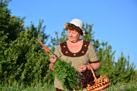 An elderly woman with a basket of vegetables on the farmの写真素材