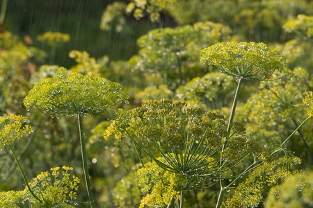 the green dill in the rain in summerの写真素材
