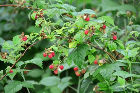 Ripe raspberries on the branch in the garden