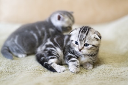 Two kitten scottish fold breed lying on the bedの写真素材