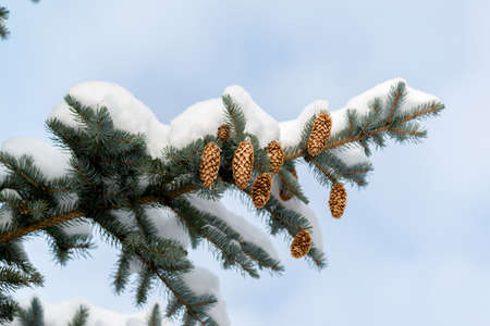 Blue spruce branches with a cones in winter