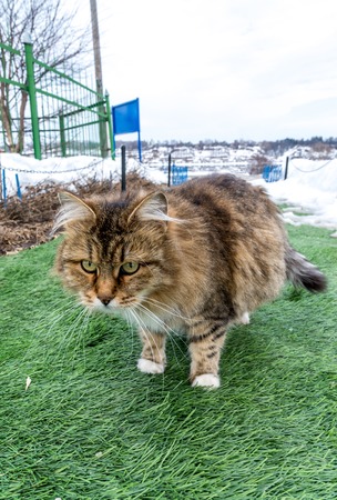 A Pregnant colored cat outdoors on a grassの写真素材