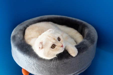 Scottish Fold kitten lying on the couchの写真素材
