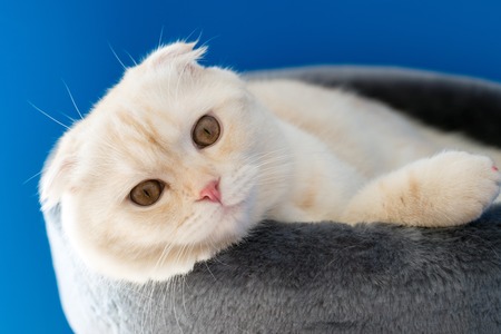 Scottish Fold kitten lying on the couchの写真素材