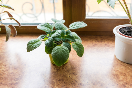 Violet in a pot on the windowsillの写真素材