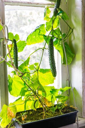 Growing cucumbers at home on a window sillの写真素材
