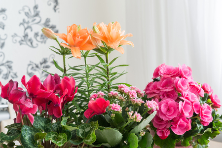 Several potted flowers are on the table in the roomの写真素材