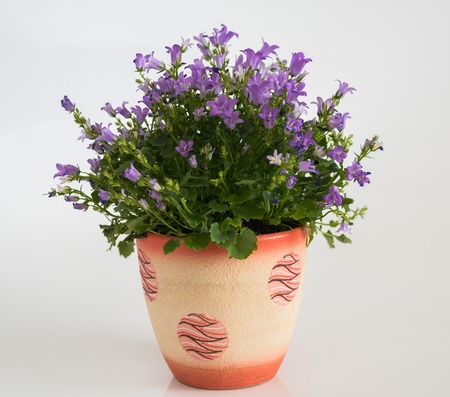 campanula in a pot on a light backgroundの写真素材