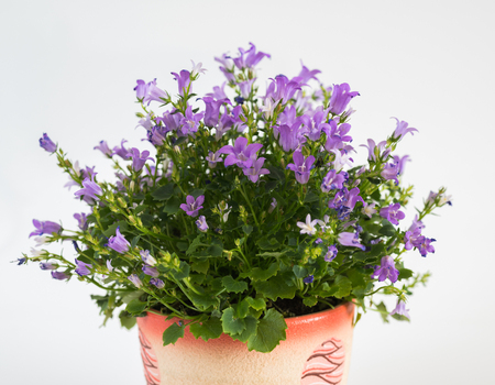 campanula in a pot on a light backgroundの写真素材