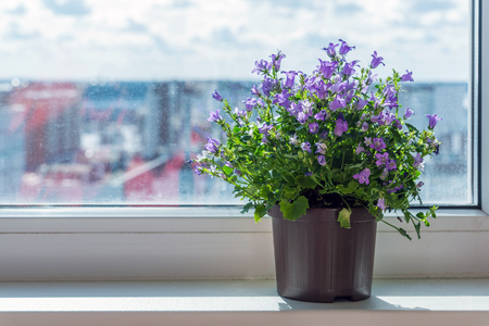 campanula in a pot standing on the windowsillの写真素材