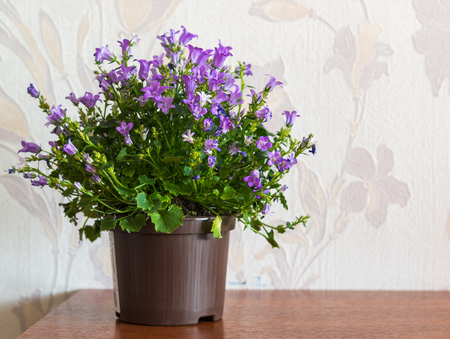 campanula in a pot in a roomの写真素材