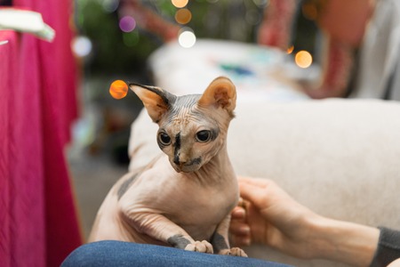 A Mottled Peterbald in the hands of the hostessの写真素材