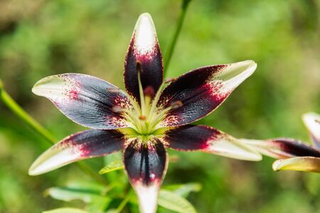White and purple lily in the flowerbed in the gardenの写真素材